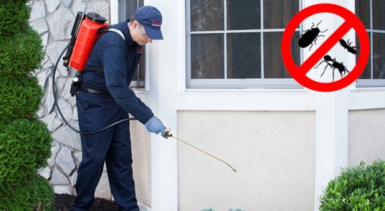 Dikmen Kemirgen İlaçlama böcek ilaçlama ve haşere kontrolü — ilaclama-tr.com